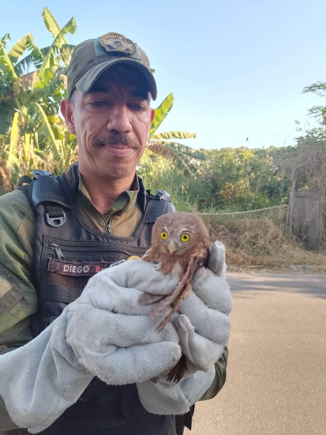 Guarda Municipal de Maricá resgata animais silvestres em Itaipuaçu