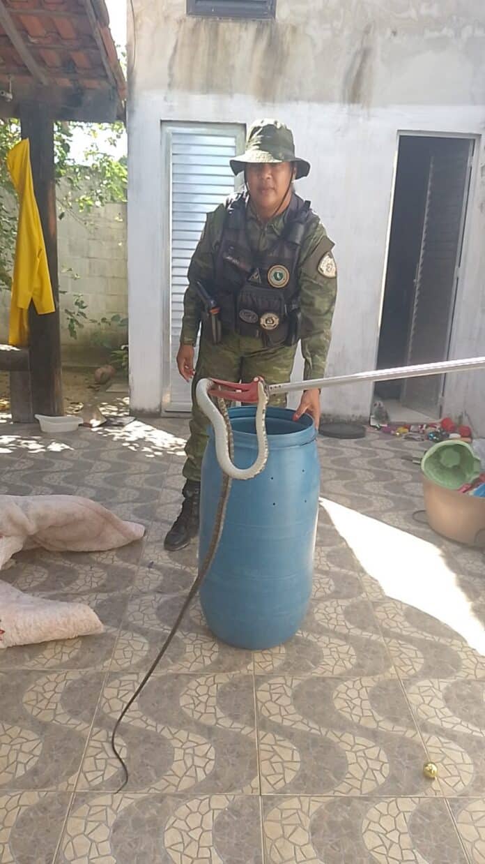 Secretaria de Segurança Cidadã captura cobra, em Jardim Interlagos