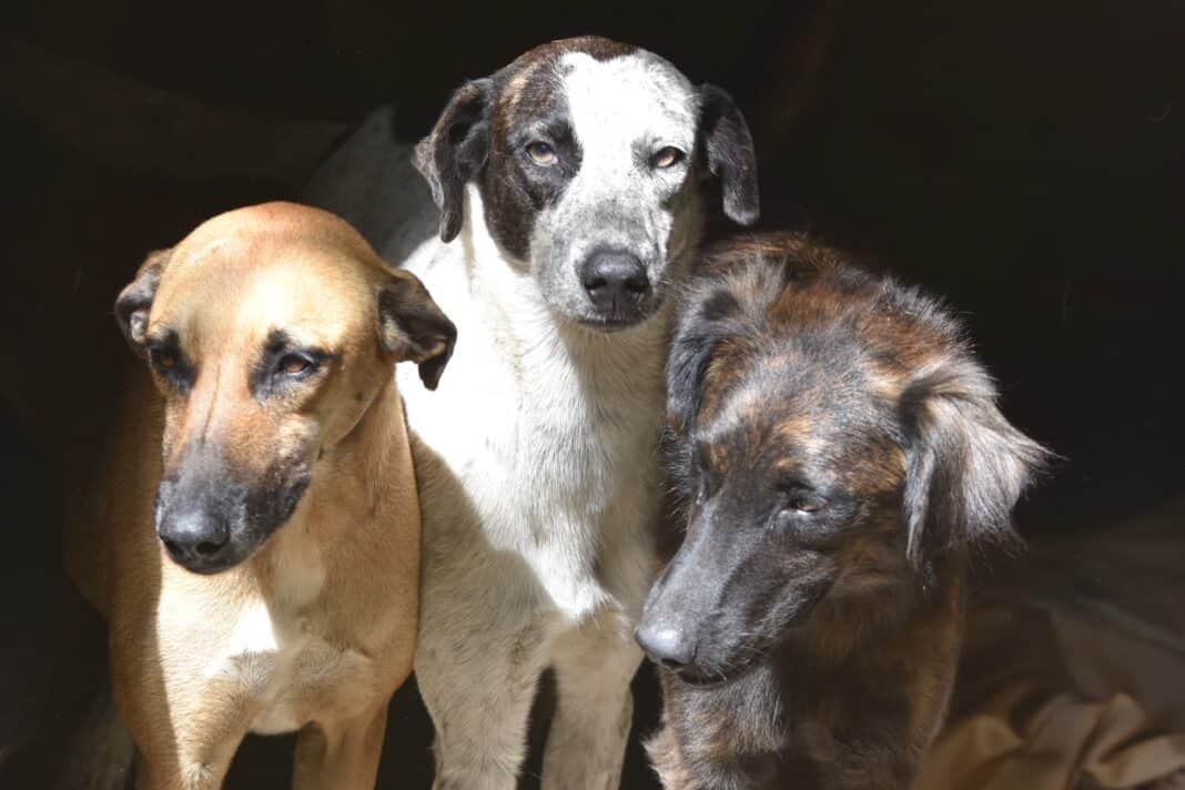 Cães resgatados em Araçatiba recebem cuidados e aguardam adoção responsável