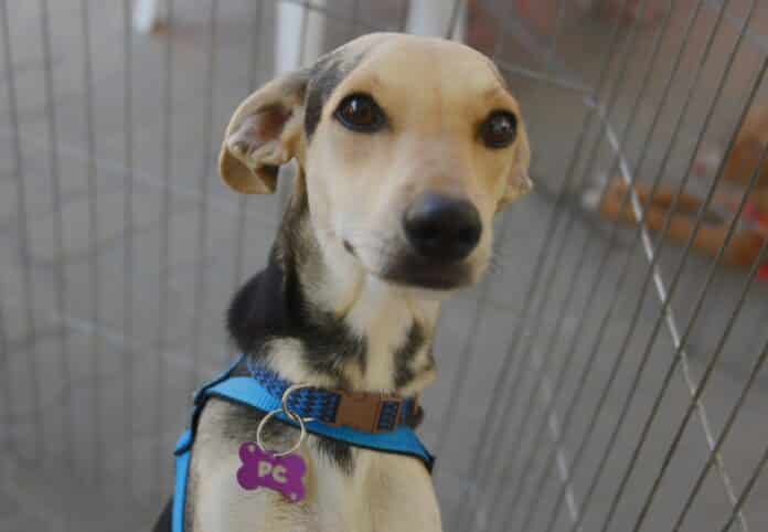 Prefeitura de Maricá promove feira de adoção de cães e gatos no Centro