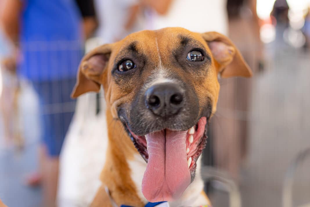 Secretaria de Bem-Estar Animal realiza triagem de cães e gatos inscritos no projeto ‘Castração Solidária’