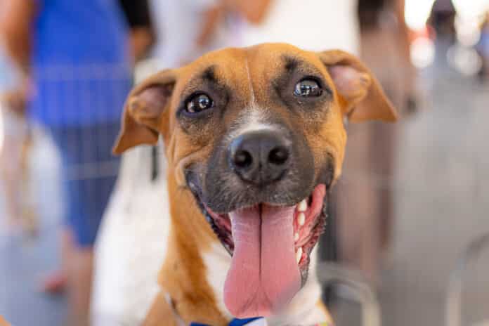 Secretaria de Bem-Estar Animal realiza triagem de cães e gatos inscritos no projeto ‘Castração Solidária’