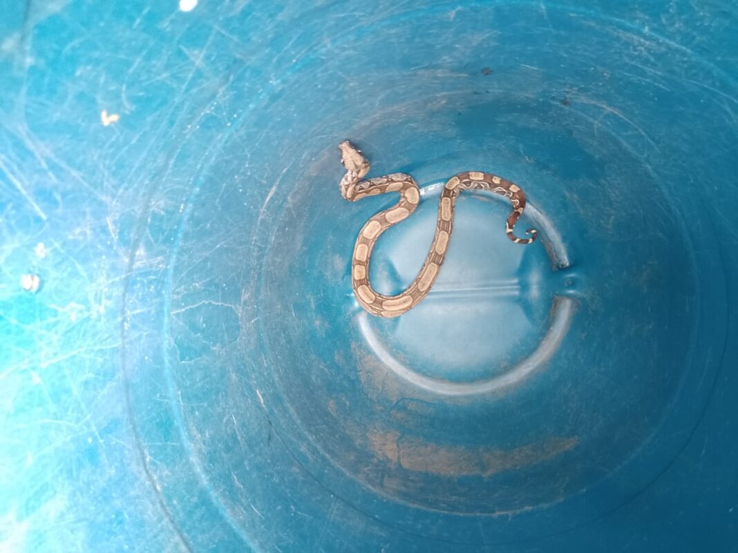 Secretaria de Segurança Cidadã resgata cobra em Inoã