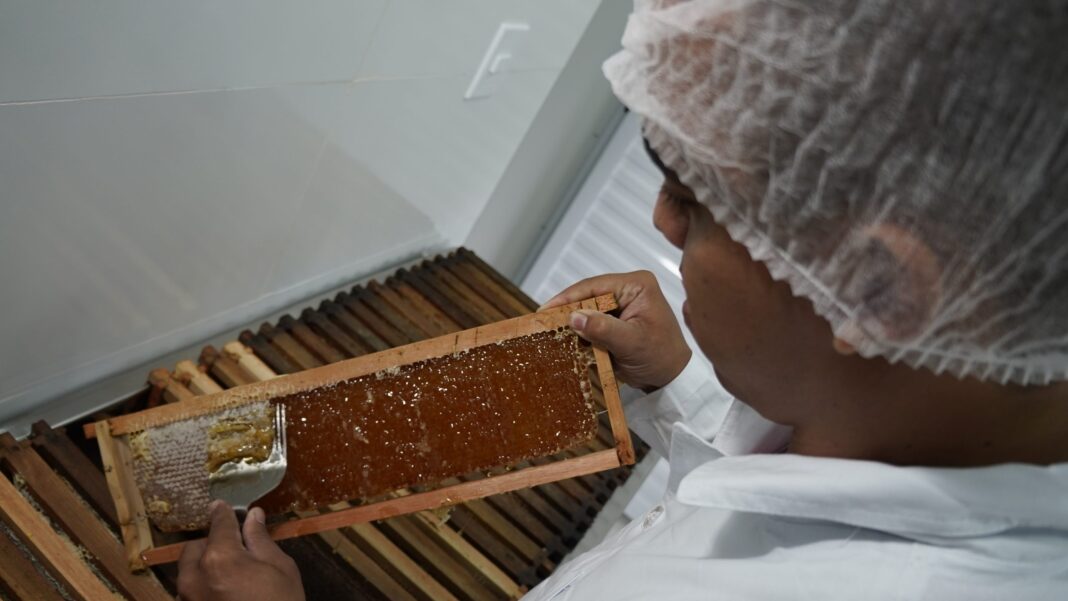 Teste com produção de mel em Maricá revela grande potencial