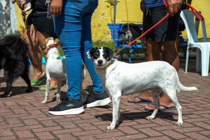 Cabo Frio amplia atendimentos do castramóvel e abre novas vagas para castração gratuita de cães e gatos