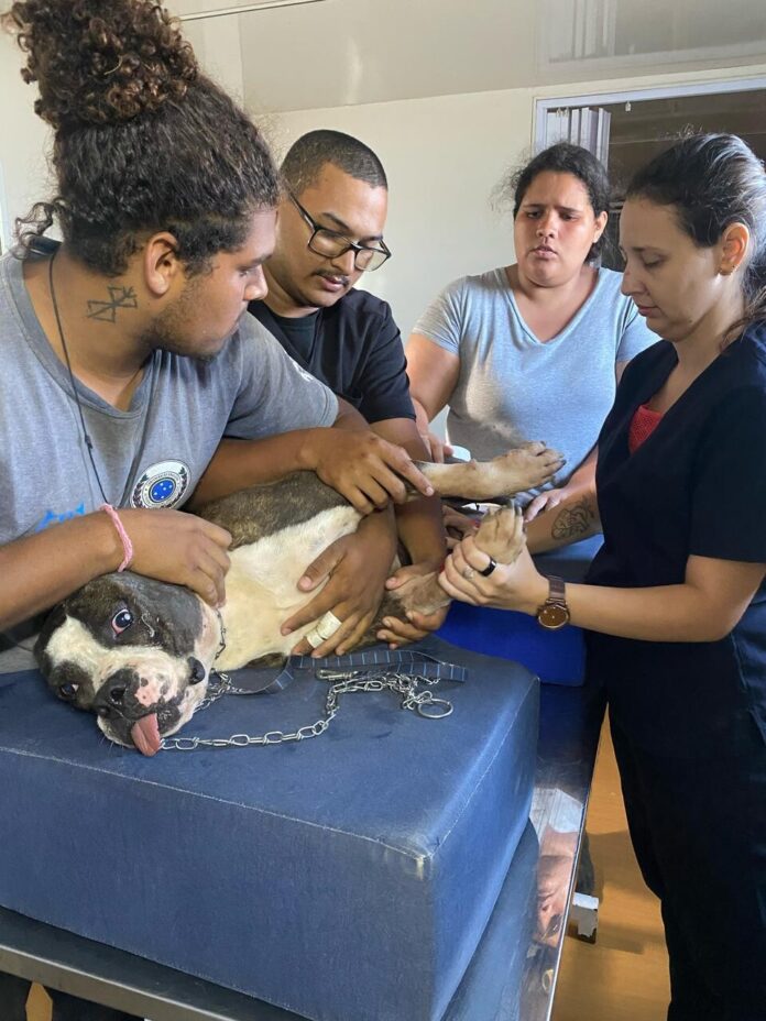 Canil Municipal de Cabo Frio zera fila de cirurgias em ação e amplia atendimentos veterinários