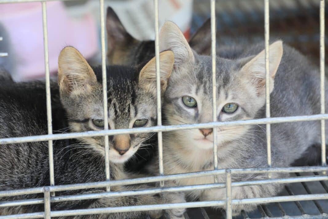 Prefeitura de Maricá garante novo lar para 22 animais durante campanha de adoção no Centro
