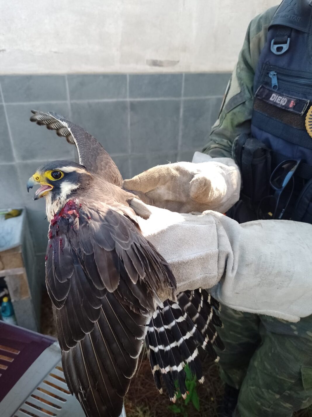 Prefeitura de Maricá resgata animais silvestres em Itaipuaçu