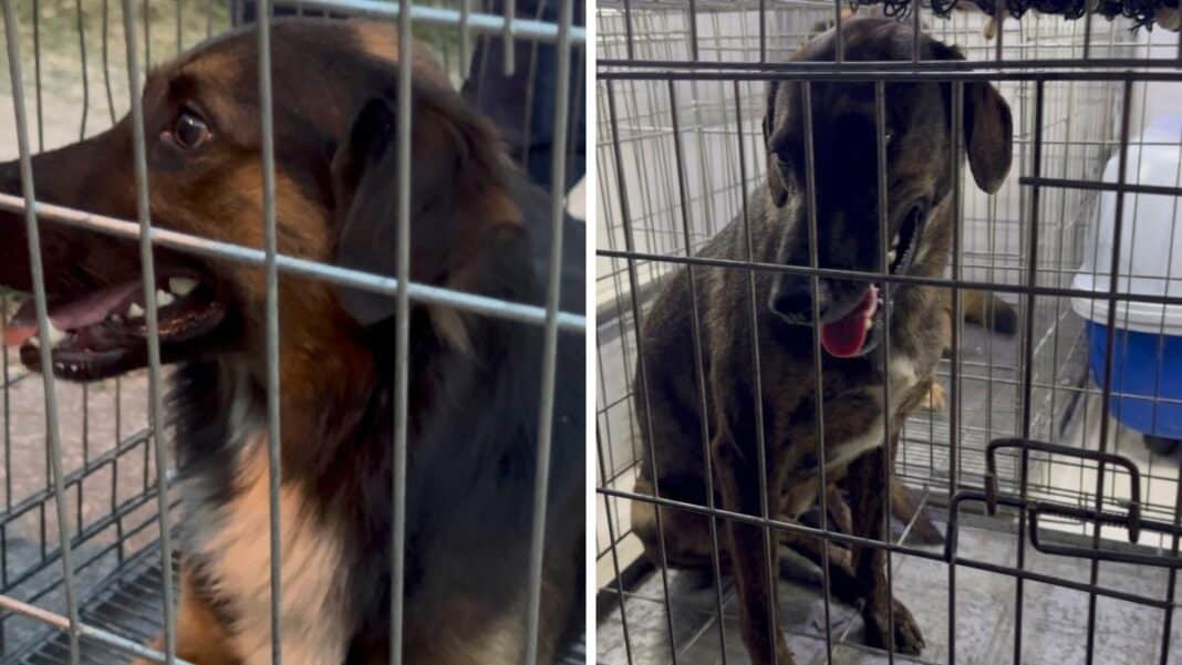 Secretaria de Bem-Estar Animal conclui resgate de cães em Araçatiba