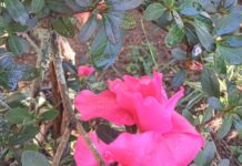 Azaléia: Um toque de cor no outono