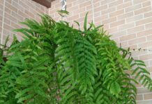 Samambaia: Um Toque no seu Espaço de Encanto e Beleza