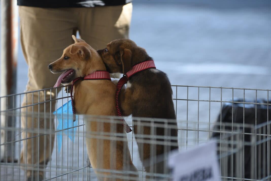 5° Edição da Feira de Adoção de Animais acontece neste sábado (10/05), no Centro