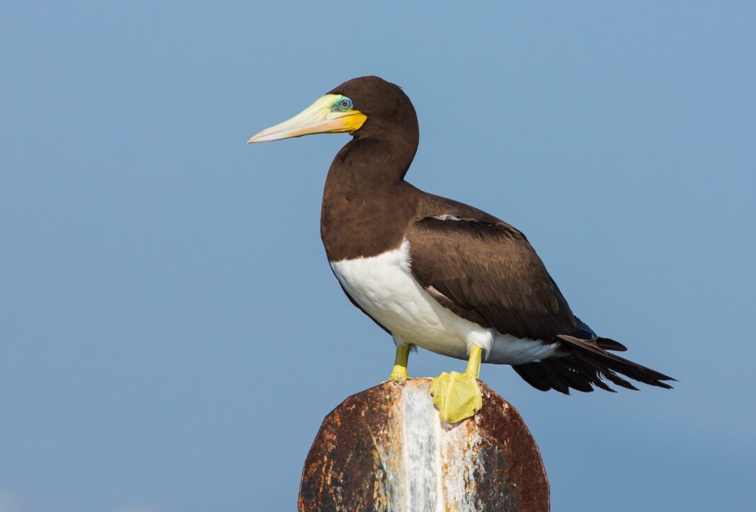 Atobá-pardo anilhado há 40 anos é encontrado vivo em Búzios e se torna o mais longevo da espécie no mundo