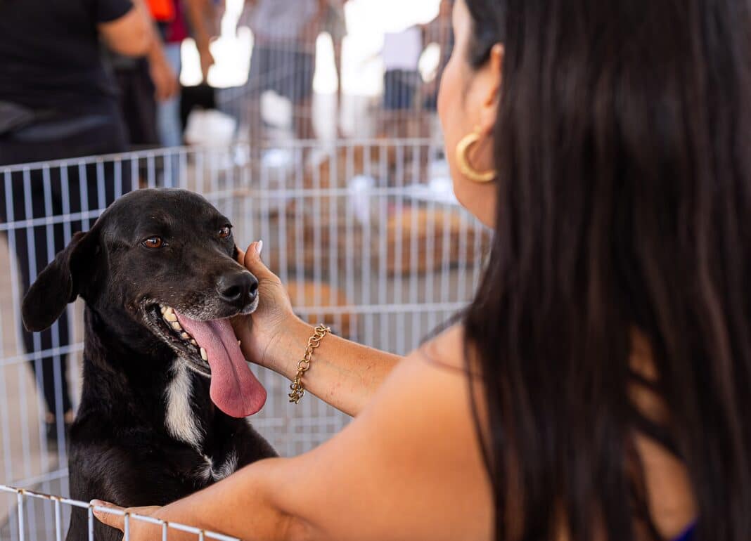 Cães e gatos encontram novos lares em Feira de Adoção de Animais no Centro