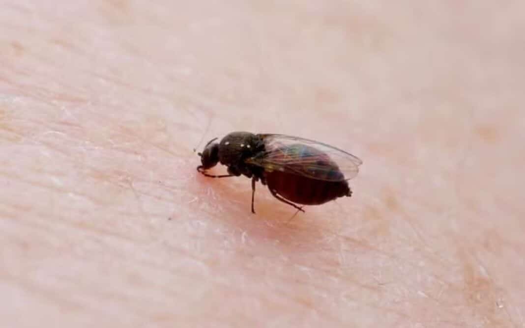 Em Macaé: Rio de Janeiro confirma terceira morte por Febre do Oropouche; casos chegam a 1.581 em 2025