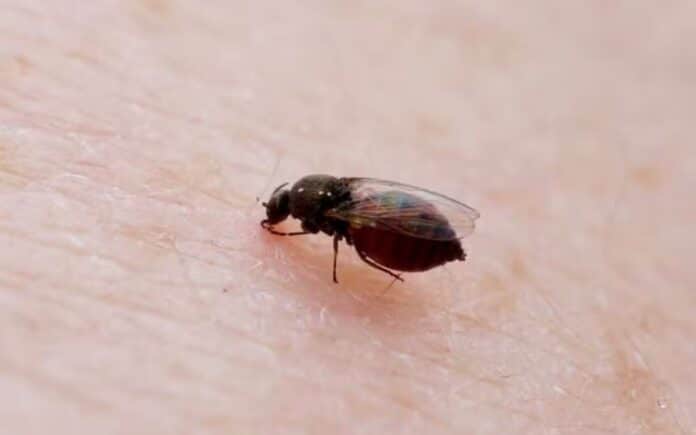Em Macaé: Rio de Janeiro confirma terceira morte por Febre do Oropouche; casos chegam a 1.581 em 2025