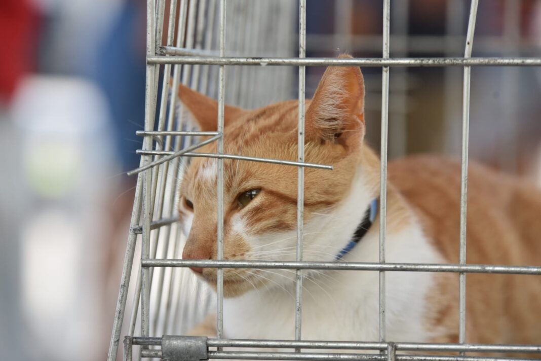 Feira de Adoção de Cães e Gatos acontece neste sábado (24/05), no Centro