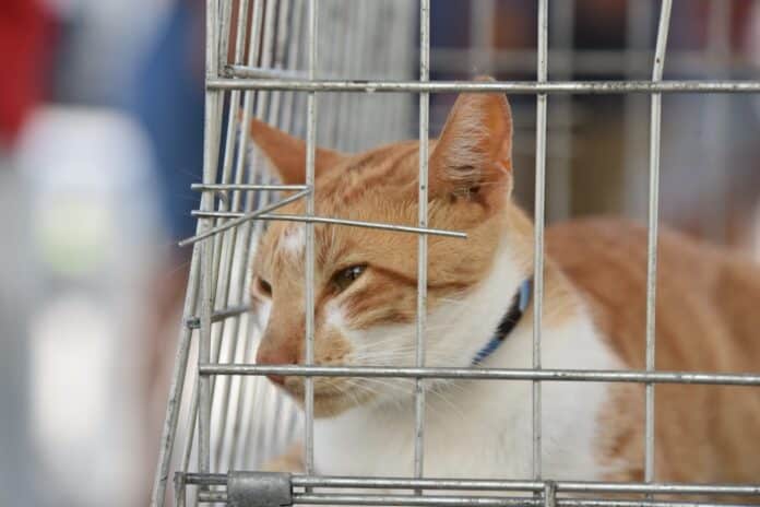 Feira de Adoção de Cães e Gatos acontece neste sábado (24/05), no Centro