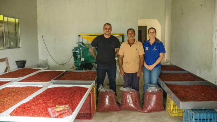 Produção de aroeira fortalece agricultura familiar em São Pedro da Aldeia