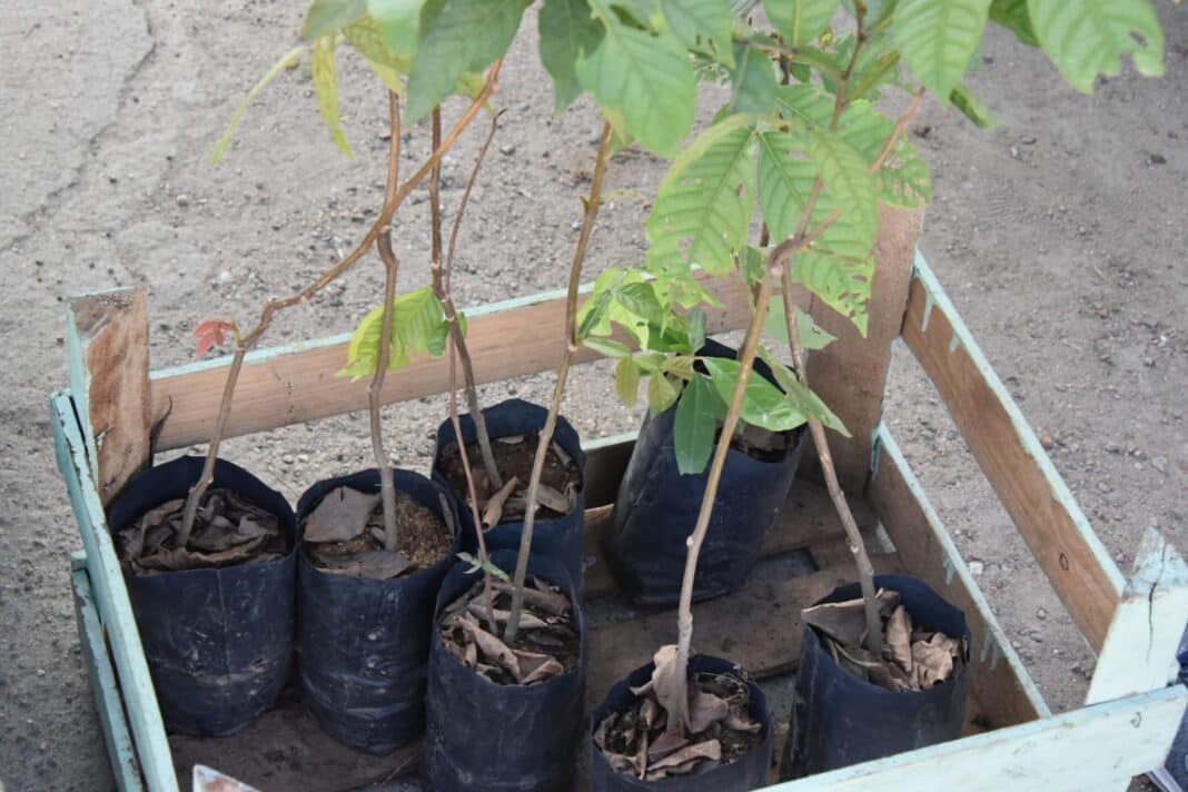 Secretaria de Meio Ambiente e Sustentabilidade divulga calendário de maio do Programa Maricá+Verde