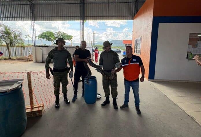 Secretaria de Segurança Cidadã resgata jiboia em Bambuí