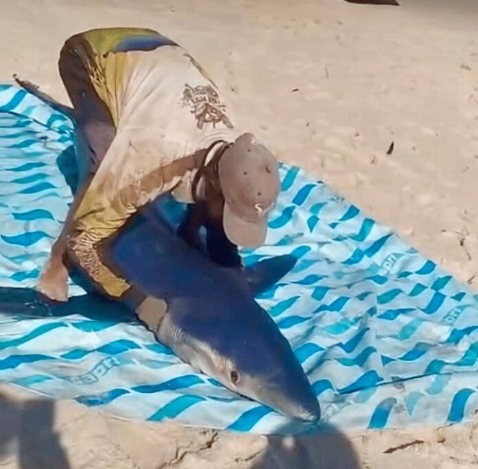 Tubarão é capturado por pescadores em Praia Seca, em Araruama