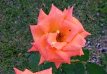 Entendendo a Dormência: Exemplos de Plantas que Entram em Repouso na Natureza