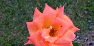 Entendendo a Dormência: Exemplos de Plantas que Entram em Repouso na Natureza