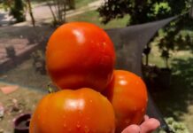 Comida de Verdade Começa Plantando no Quintal de Casa