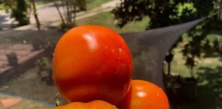 Comida de Verdade Começa Plantando no Quintal de Casa
