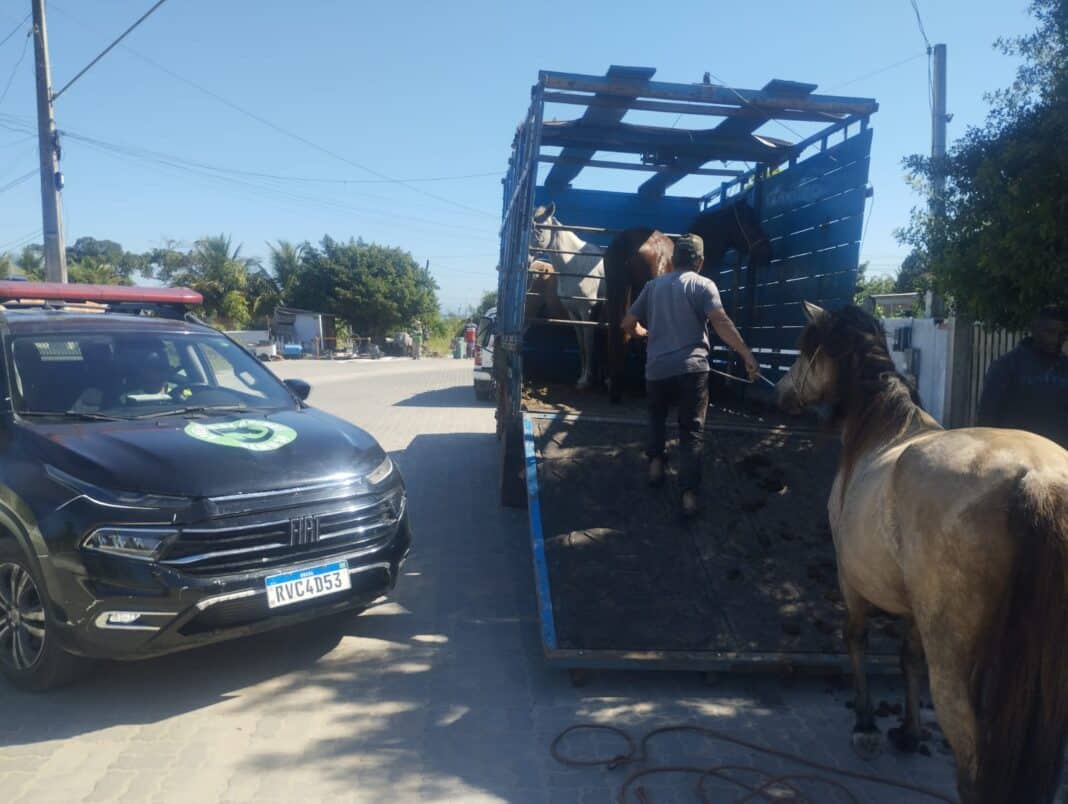 Arraial do Cabo intensifica fiscalização e recolhe cavalos soltos em bairros da cidade