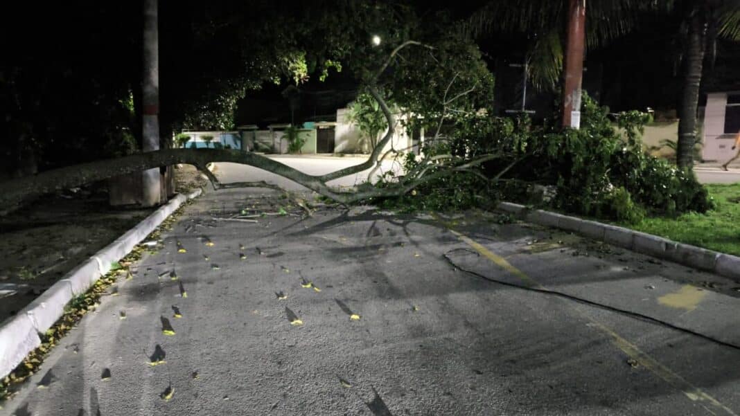 Guarda Municipal garante segurança viária após queda de árvore em Ponta Negra