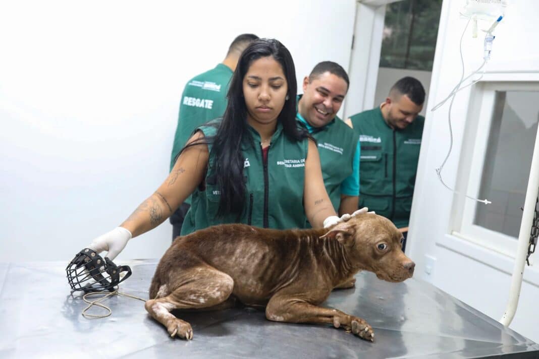 Pitbull debilitado é resgatado de imóvel abandonado em Maricá