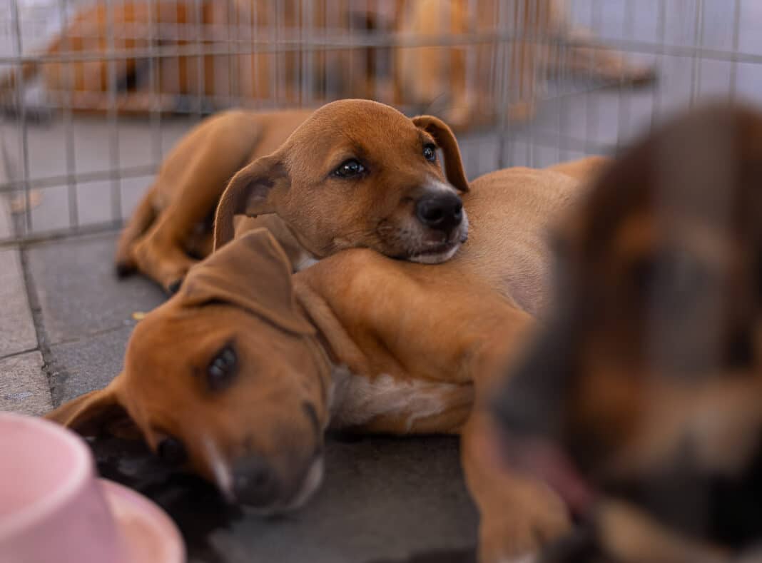 Prefeitura de Maricá realiza triagem para castração gratuita de cães e gatos