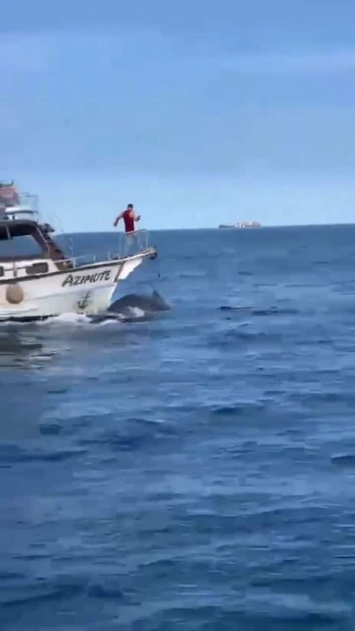 Baleia é atropelada por barco em Arraial do Cabo em plena temporada de observação