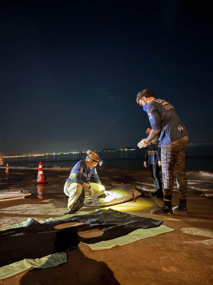 Golfinhos encalham na Praia de Manguinhos em Búzios e mobilizam equipes de resgate durante a madrugada