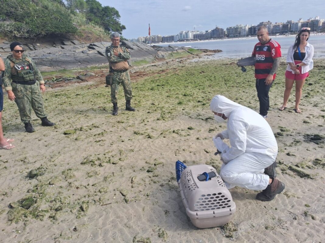 Guarda Civil Municipal resgata pinguim debilitado durante patrulhamento na praia de Cabo Frio