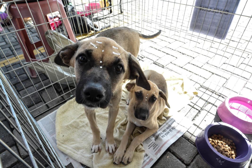 Maricá promove 9ª feira de adoção de cães e gatos neste sábado (26/07)