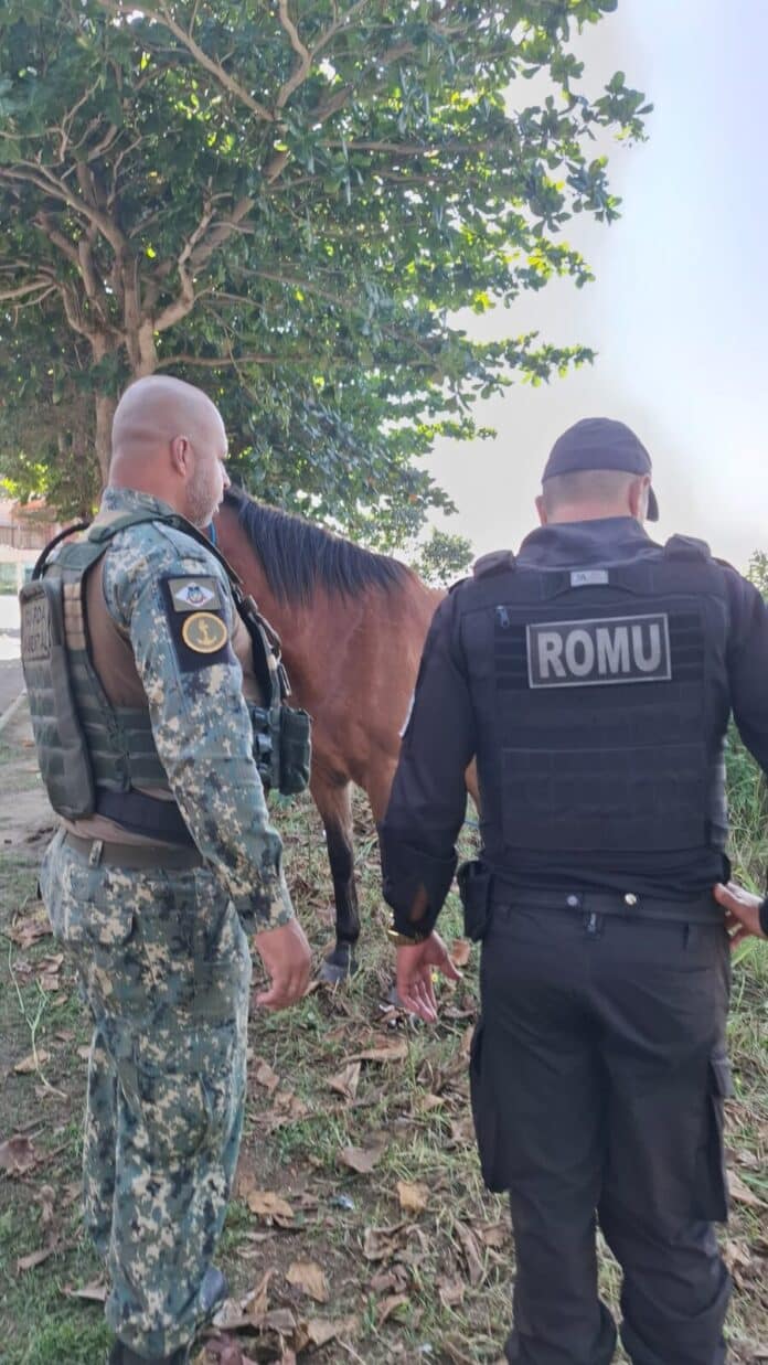 Prefeitura de Cabo Frio recolhe cavalos no Braga e reforça presença nas áreas urbanas e ambientais da cidade
