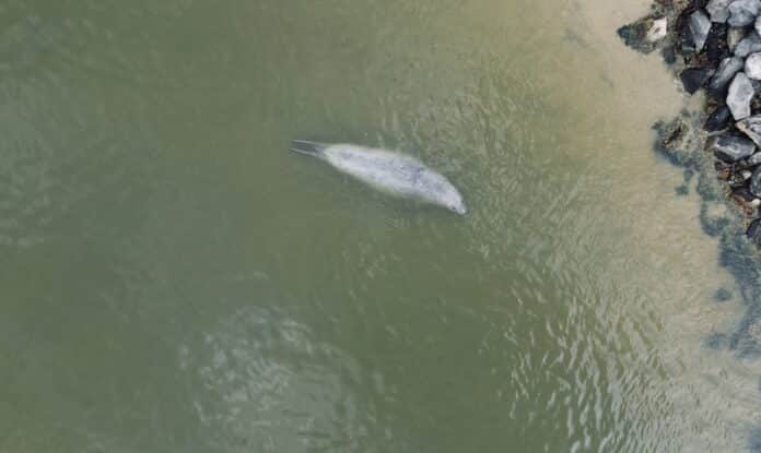 Prefeitura de Maricá garante retorno seguro de elefante-marinho ao mar