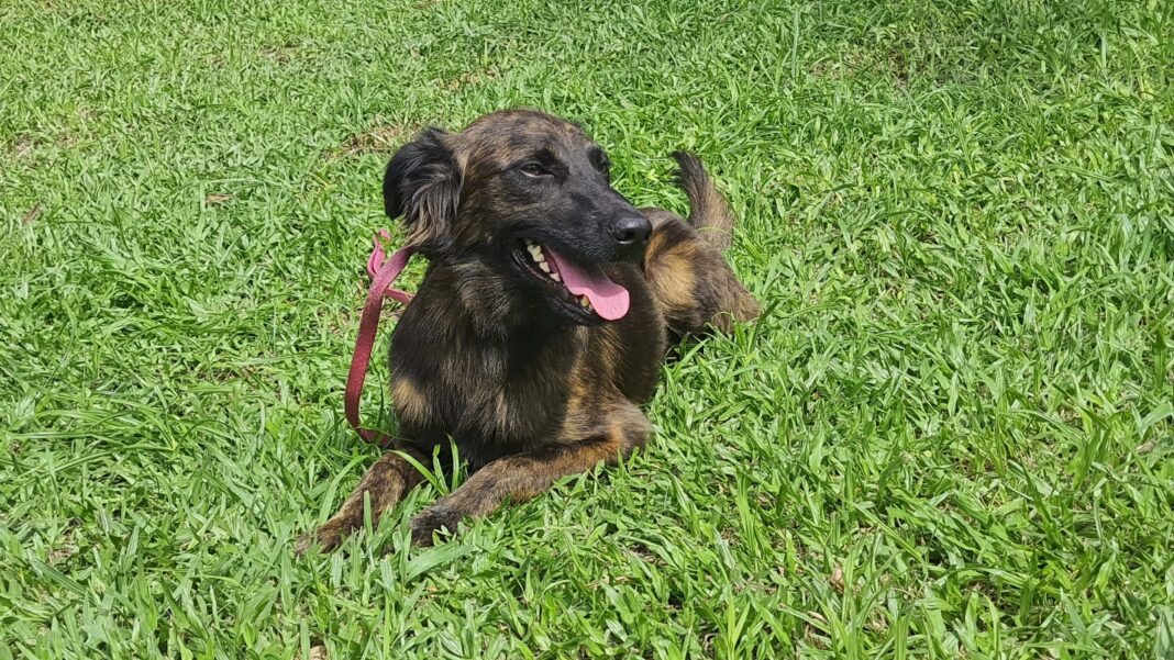 Prefeitura de Maricá regulamenta apreensão e controle de animais soltos em vias públicas