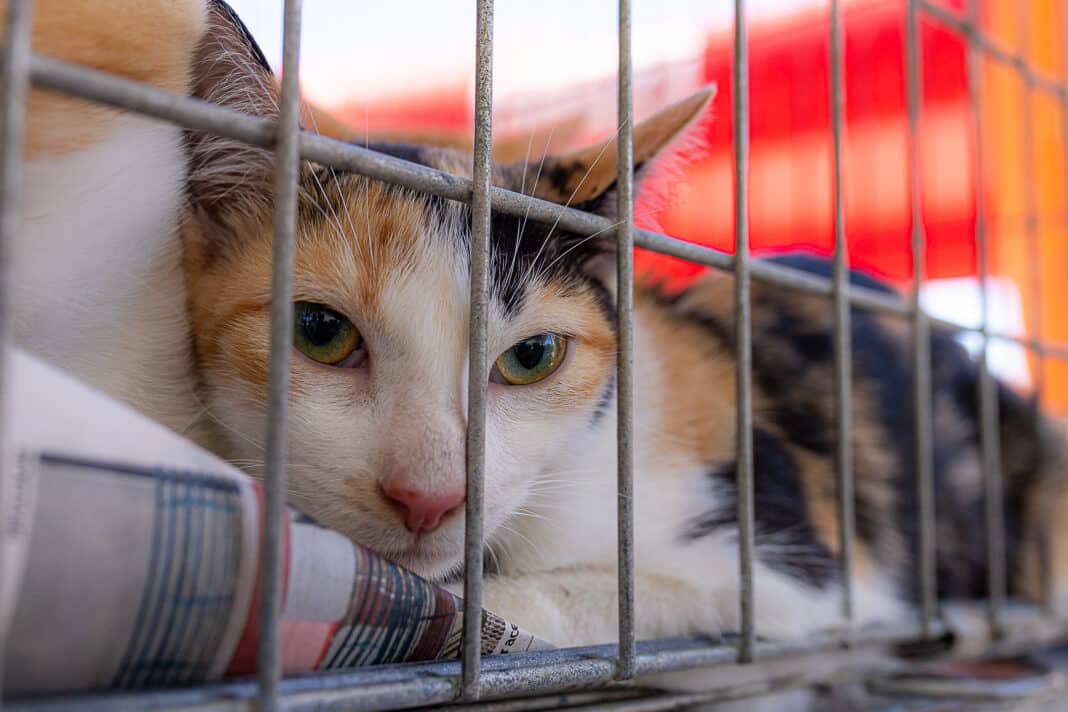 Secretaria de Bem-Estar Animal abre 100 vagas para Castração Solidária