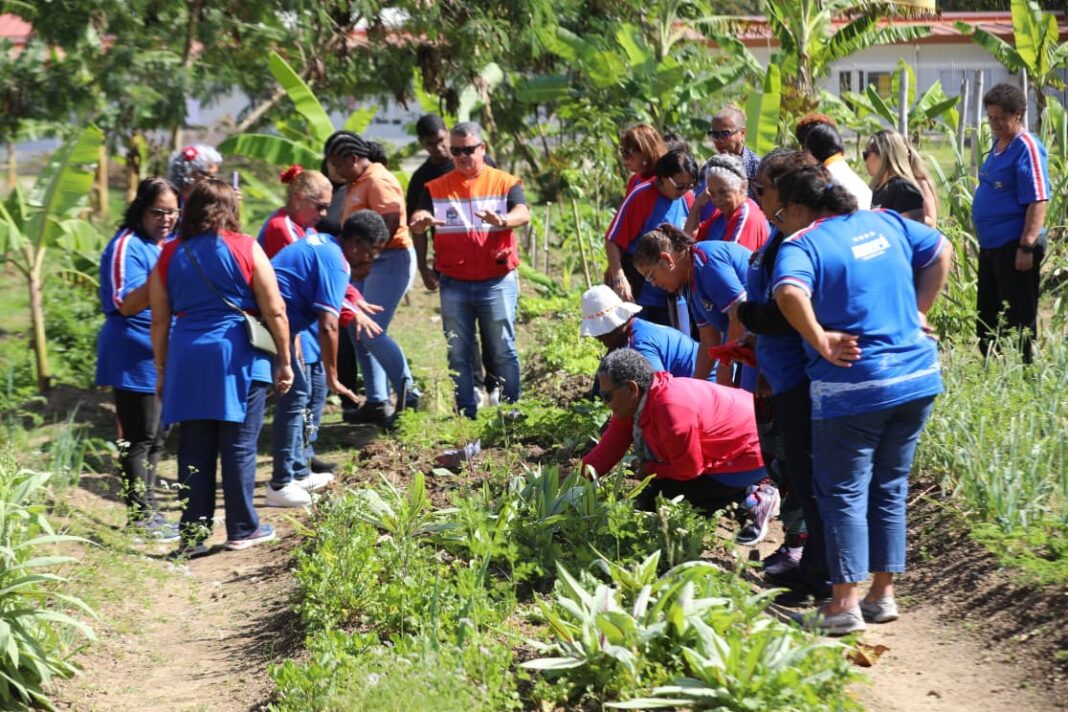 Alunos da Escola de Idosos participam de plantio e colheita de hortaliças em horta comunitária