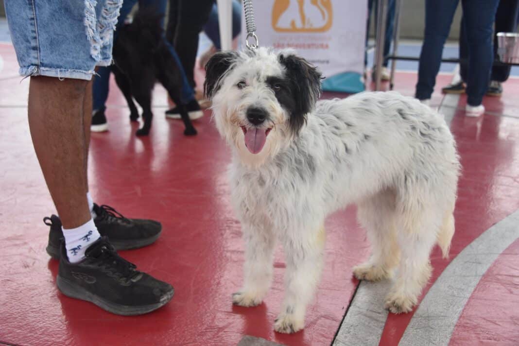 Castração Solidária atende animais da Mumbuca, Itapeba e Jardim Nova Metrópole