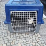 Grupamento Marítimo e Ambiental realiza ações de proteção ambiental e resgates em Cabo Frio Grupamento Marítimo e Ambiental realiza ações de proteção ambiental e resgates em Cabo Frio