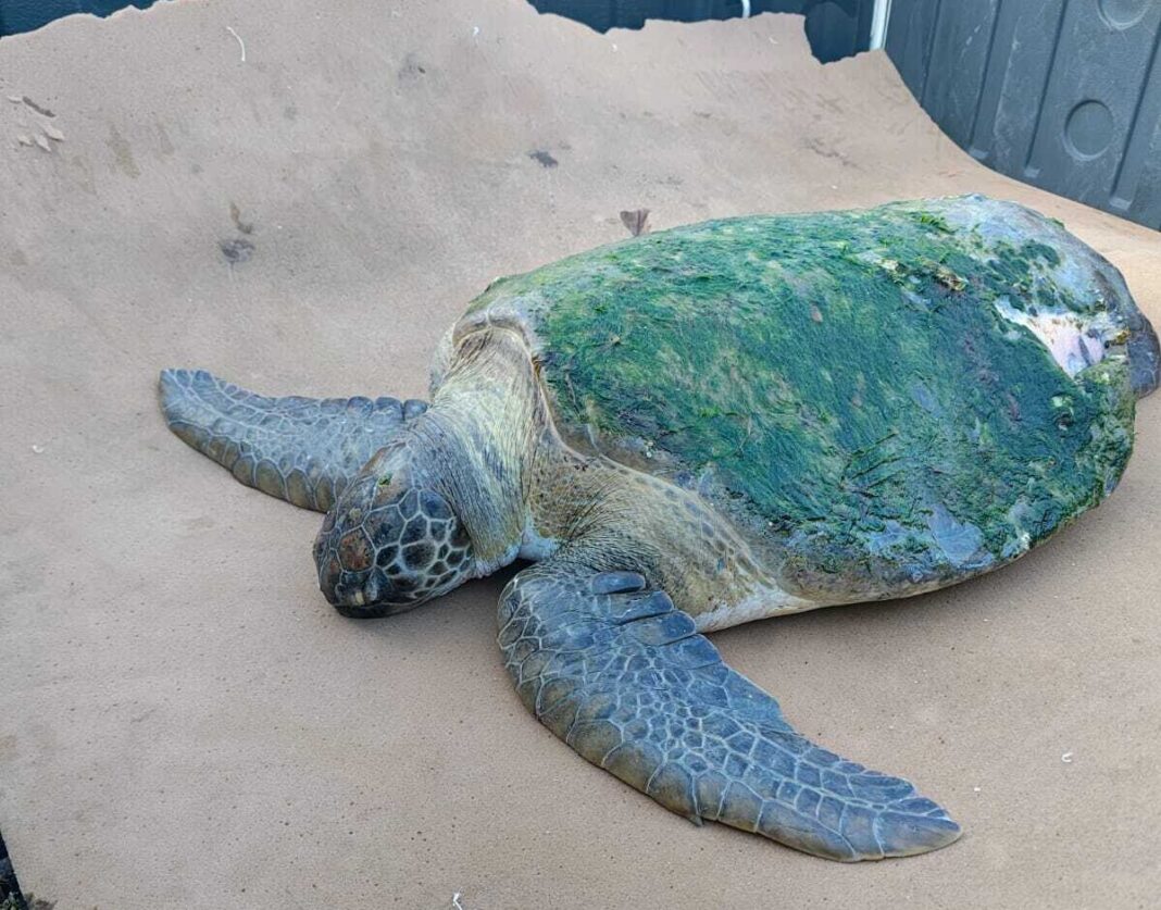 Guarda Ambiental resgata tartaruga na Praia do Centro de São Pedro da Aldeia