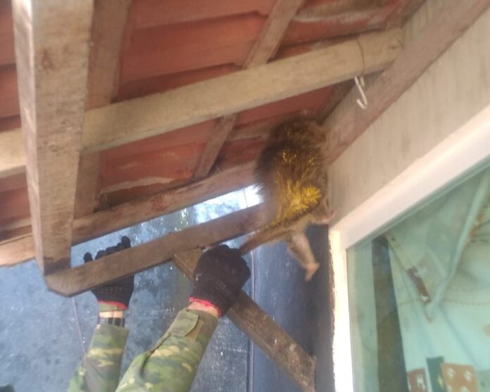 Guardas ambientais resgatam animais silvestres em Itaipuaçu