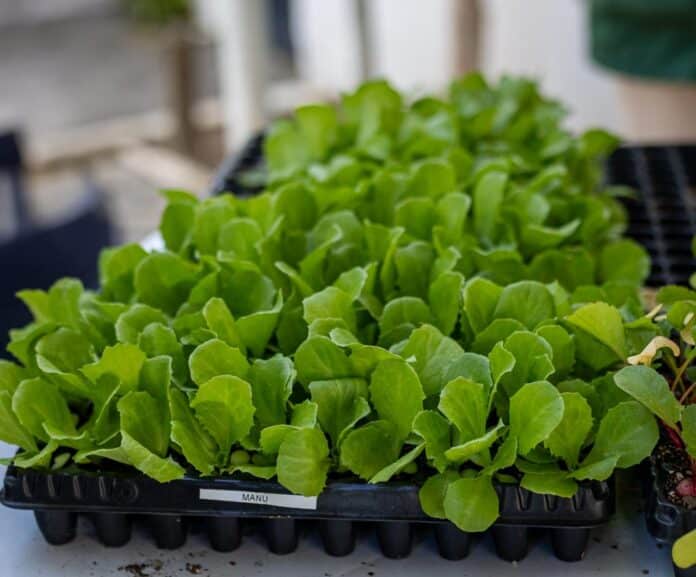 Prefeitura de Maricá promove Feira de Agricultura Familiar neste sábado (04/10)