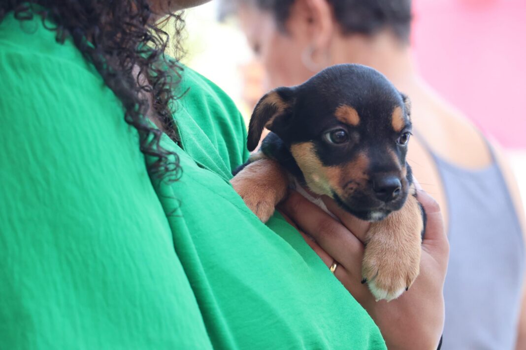 Maricá encontra novos lares para cães e gatos abandonados