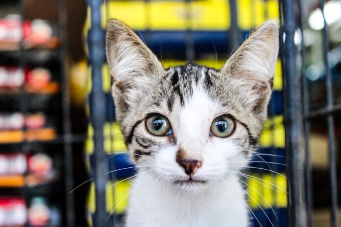 Feira de Adoção Animal acontece neste sábado (6) em Cabo Frio